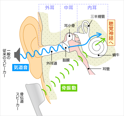 イメージ：骨伝導の仕組み